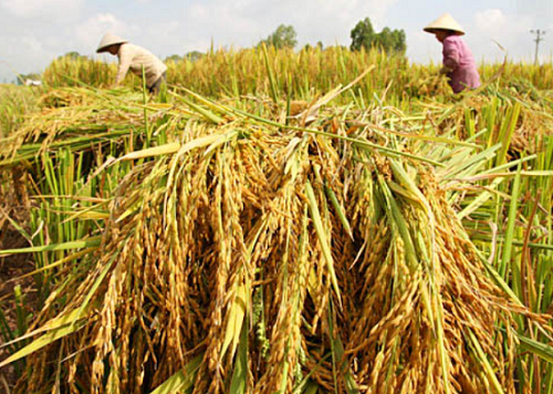 Việt Nam giảm khối lượng xuất khẩu gạo xuống còn khoảng 4 triệu tấn vào năm 2023