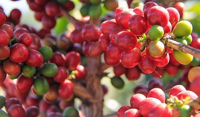 Giá nông sản hôm nay (28/5), giá cà phê có một tuần khởi sắc khi tăng tới gần 1.000 đồng/kg so với tuần trước.