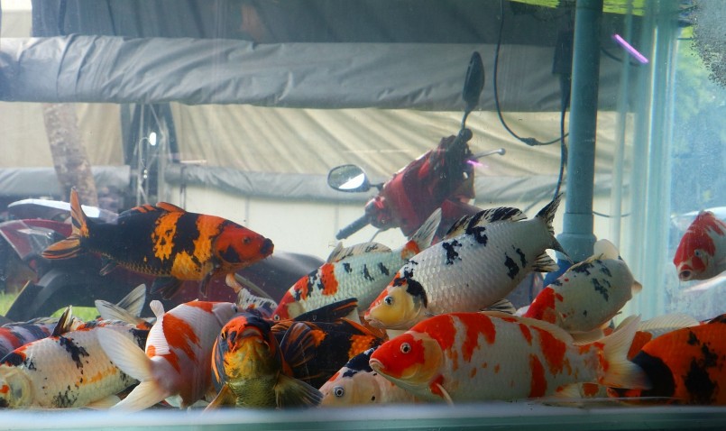 Hoạt động Lễ hội cá cảnh độc đáo đang diễn ra tại TP.HCM.