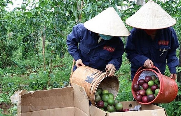 Công nhân nhà máy Doveco Gia Lai thu hoạch chanh leo tại tỉnh Gia Lai.