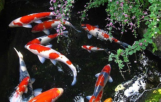 Cá Koi Nhật mang màu sắc rực rỡ là thú chơi vương giả.