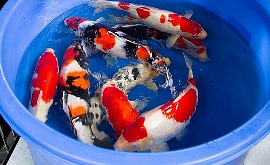 Cá Koi Nhật Bản được xuất khẩu đi nhiều quốc gia.