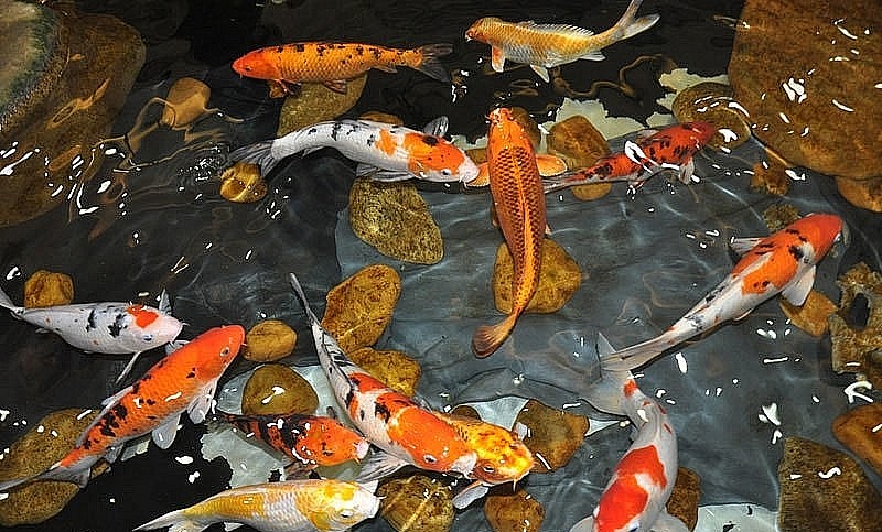 Nhiều người sẵn sàng chi tiền tỷ để sở hữu những con cá Koi Nhật Bản.