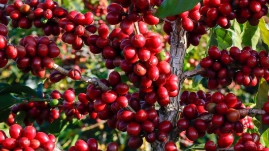 Giá nông sản hôm nay 29/5: Cà phê ngược sóng tăng cao kỷ lục, hồ tiêu bất ngờ vọt lên mức 74.500 đồng/kg