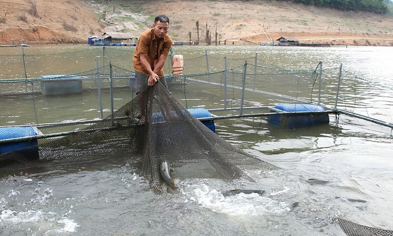 Huyện Quế Phong áp dụng nhiều giải pháp hỗ trợ nghề nuôi cá lồng trên lòng hồ thủy điện phát triển bền vững.