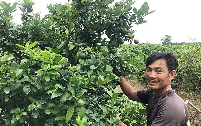 Nông dân trẻ, tỷ phú trồng chanh Nguyễn Quốc Thắng bên cánh đồng chanh bông tím cho thu nhập tiền tỷ. 