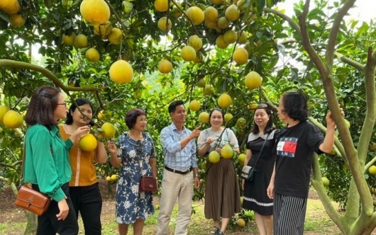 Bắc Giang: Tổ chức chương trình Đưa trái ngọt vươn xa và tour du lịch miệt vườn Lục Ngạn