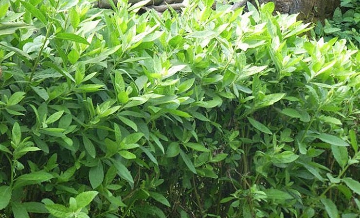 Cúc tần được trồng làm hàng rào ở nông thôn.