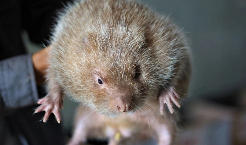 Cập nhật hơn 45 về mô hình nuôi chuột đồng  goldenskill