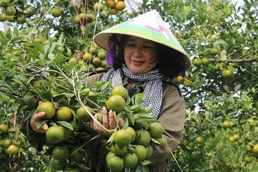 Đắk Nông nâng tầm vị thế nông sản địa phương thông qua chương trình OCOP