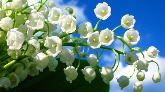 Hoa Linh Lan  – Loài hoa của sự may mắn, hạnh phúc