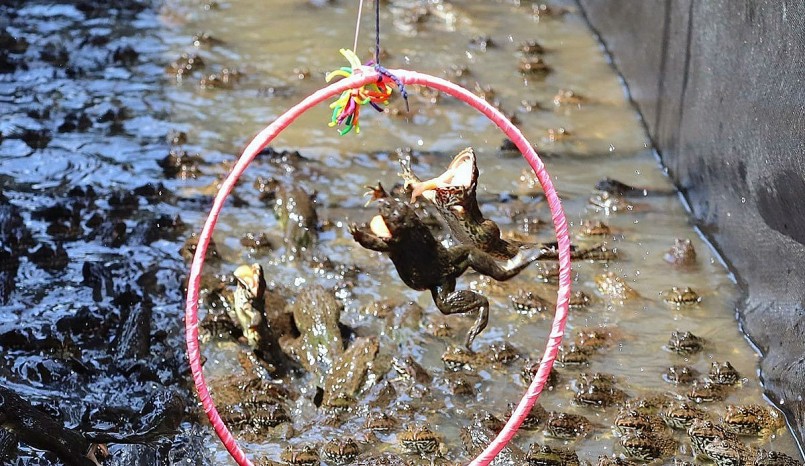 Trại nuôi hàng nghìn con ếch biết làm xiếc rất độc đáo của một cựu giáo viên ở Cần Thơ.