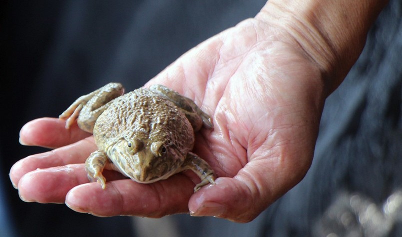 Chú ếch được nuôi trong môi trường khép kín có màu sắc đẹp mắt.