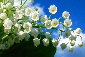 Hoa Linh Lan  – Loài hoa của sự may mắn, hạnh phúc