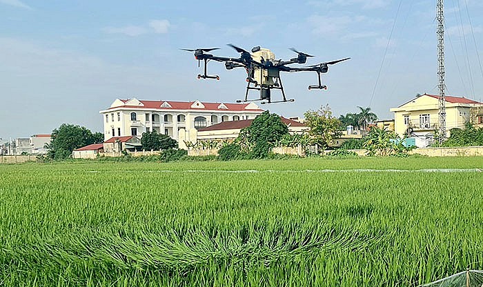 Tiềm năng đột phá của cánh đồng mẫu lớn tại Cẩm Giang
