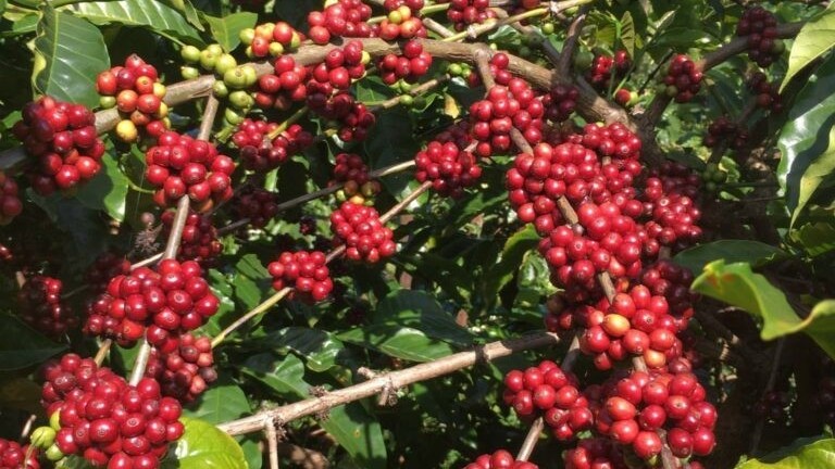 Giá nông sản hôm nay 30/5: Cà phê loạn nhịp robusta tiếp tục tăng, hồ tiêu giữ mức cao nhất 74.000 đồng/kg