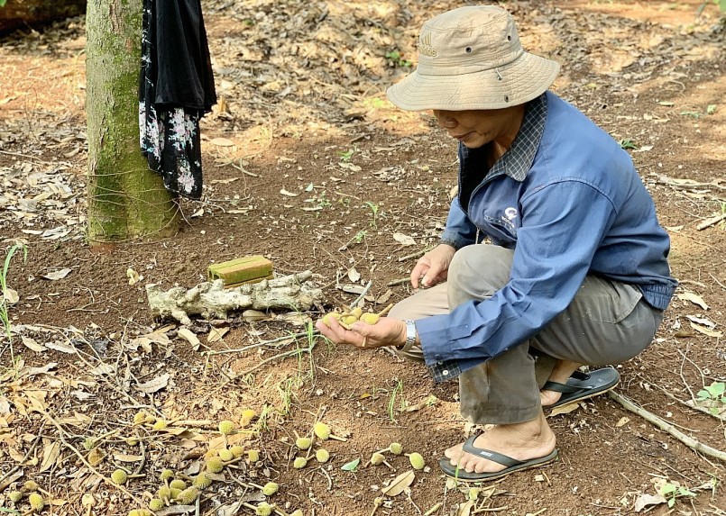 Sầu riêng rụng dưới gốc, nông dân trồng sầu riêng Đắk Lắk sẽ phải thu gom lại và xử lý để tránh tình trạng lây lan mầm bệnh đến cây sầu riêng.