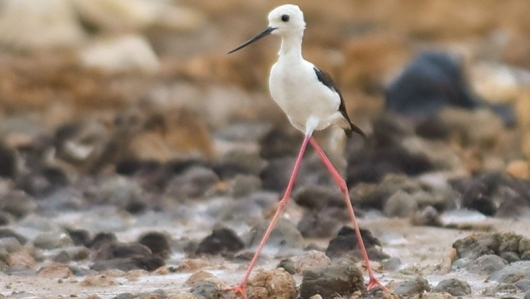 Loài chim hoang dã có tên rất lạ, đôi chân dài như “siêu mẫu” đọ dáng ở biển Kiên Giang