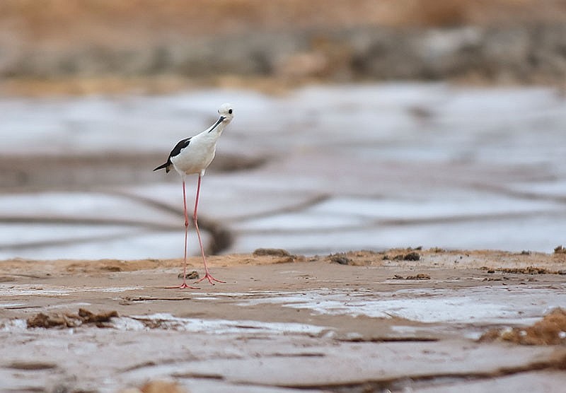 Loài chim hoang dã có tên rất lạ, đôi chân dài như “siêu mẫu” đọ dáng ở biển Kiên Giang