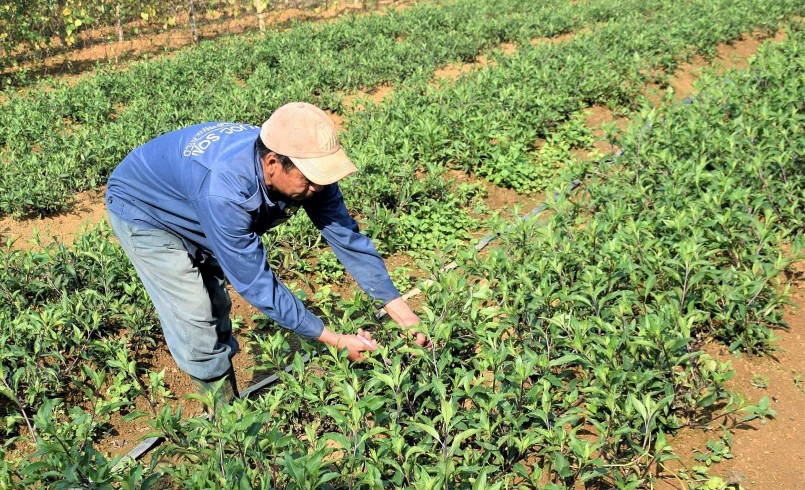 Người dân ở Quảng Nam đã di thực rau lủi về trồng trong vườn nhà theo phương pháp hữu cơ để giữ được hương vị.