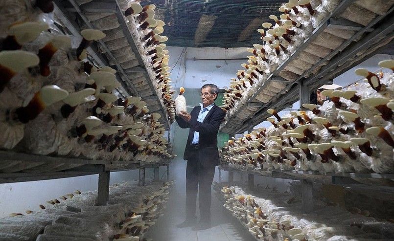 Người đã dày công tìm tòi và nghiên cứu ra quy trình sản xuất nấm linh chi đỏ là ông Nguyễn Ngọc Hưng.
