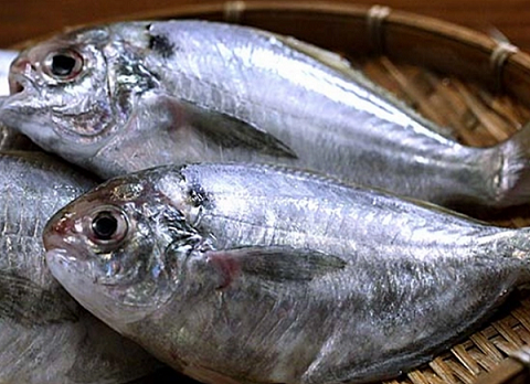 Loài cá không xương dăm có tên vô cùng đặc biệt, giá rẻ bất ngờ chỉ từ 150.000 nghìn đồng/kg