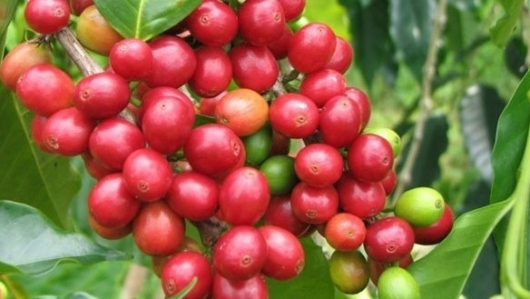 Giá nông sản hôm nay 31/5: Cà phê đỏ sàn mất mốc 61, hồ tiêu tăng khởi sắc lên ngưỡng 75.000 đồng/kg