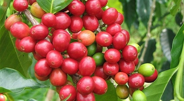 Giá nông sản hôm nay (31/5), giá cà phê giảm đồng loạt trên sàn kỳ hạn kéo giá cà phê trong nước giảm nhẹ 200 đồng/kg.