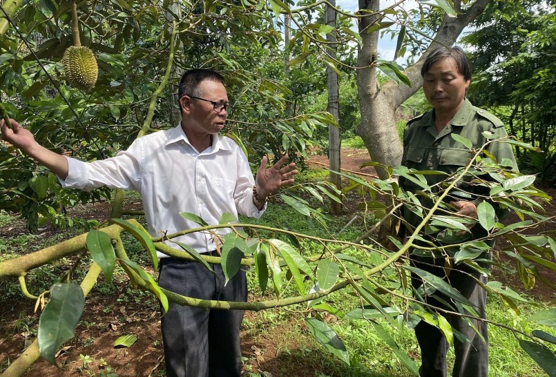 Tỉnh Đắk Lắk đang là một trong những địa phương có diện tích trồng và sản lượng sầu riêng lớn nhất cả nước.