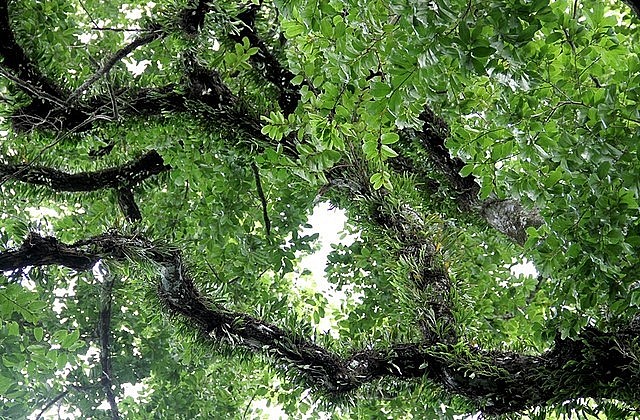 Dù tồn tại qua hàng trăm năm nhưng cành lá cây thị cổ thụ vẫn mọc tươi tốt.