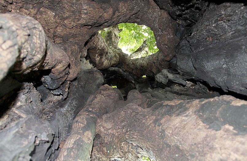 Cây thị có chiều cao khoảng 20m, trong gốc cây có hốc rỗng ruột lớn, vài người có thể vào ẩn nấp bên trong.