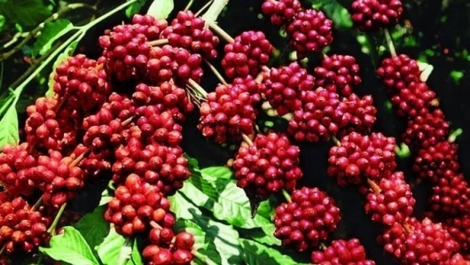 Giá nông sản hôm nay 01/6: Cà phê biến động theo hướng bất lợi cho robusta, hồ tiêu tăng nhẹ