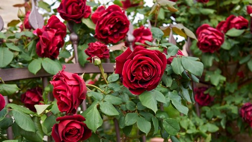 Trồng hoa hồng ban công có 4 “nỗi sợ”, tránh được chồi mới mọc tua tủa, hoa nở rộ
