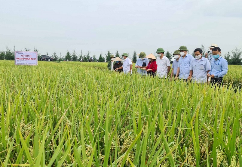 Hải Dương: Những vùng trồng lúa được cấp mã số đạt chất lượng cao