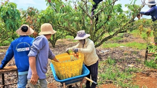 Giống vải quả nhỏ chín sớm vào mùa, nông dân Đắk Lắk thu bộn tiền