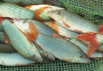 Bỏ công việc ổn định về quê nuôi cá, chọn loại cá VIP cho nhà hàng bất ngờ lãi nửa tỷ mỗi năm