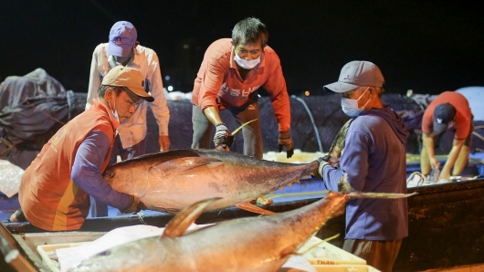 Xuất khẩu cá ngừ sang Chile đạt mức tăng trưởng cao