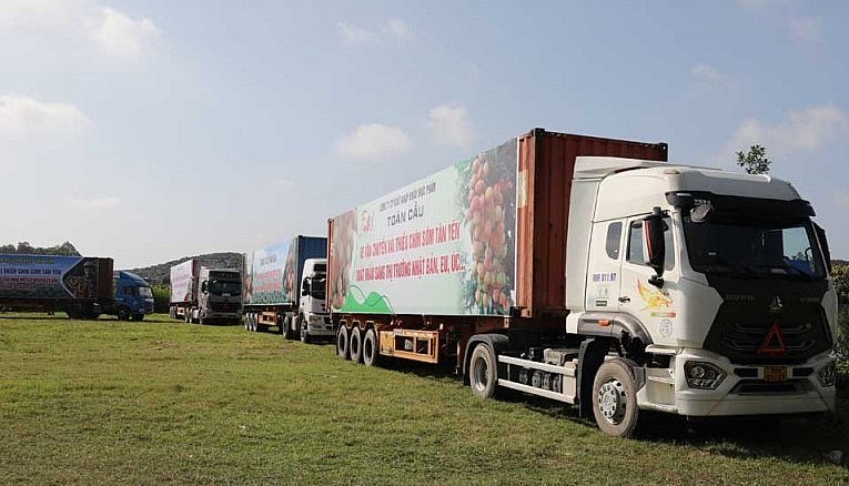 Huyện Tân Yên và tỉnh Bắc Giang có nhiều giải pháp nhằm chủ động thị trường tiêu thụ vải thiều.