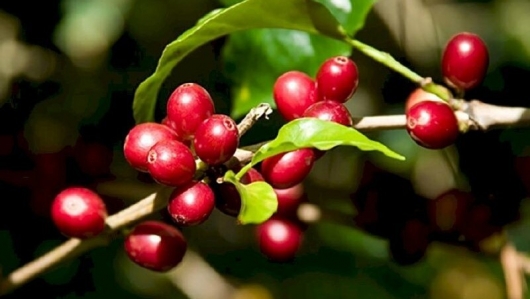 Giá nông sản hôm nay 02/6: Cà phê tăng dựng đứng, trong nước lập đỉnh, hồ tiêu ổn định hướng đến mốc 76.000 đồng/kg