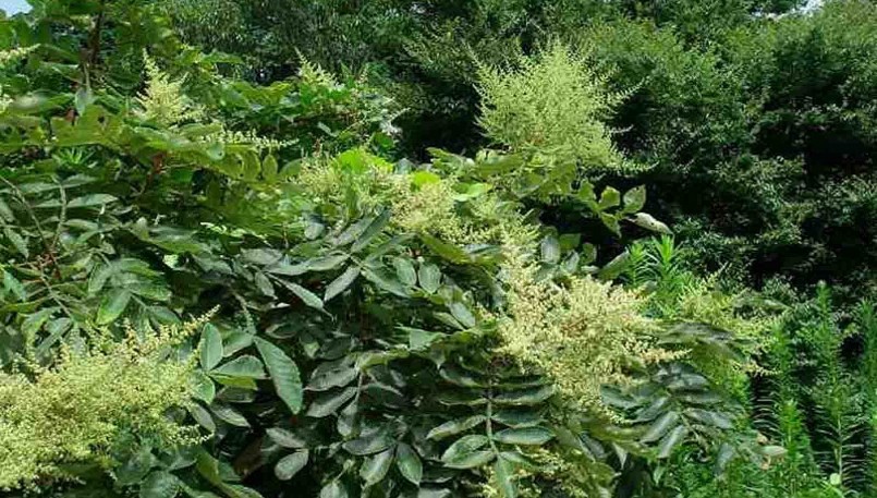 Cây muối rừng mọc phổ biến ở rừng Việt Nam.