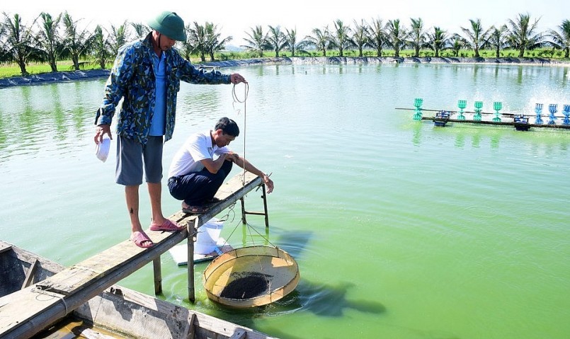 Ao nuôi chạch sụn của gia đình anh Hồ Ngọc Thắng ở xóm 3, xã Quỳnh Đôi, huyện Quỳnh Lưu.