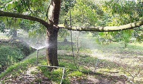 Hạn mặn sẽ gây thiệt hại lớn cho cây sầu riêng nếu không co biện pháp khắc phục.