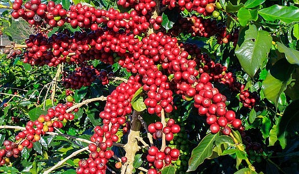 Giá nông sản hôm nay (03/6), cà phê đồng loạt sắc đỏ trên sàn kỳ hạn. Giá cà phê trong nước cũng giảm khá mạnh tới 500 đồng/kg.