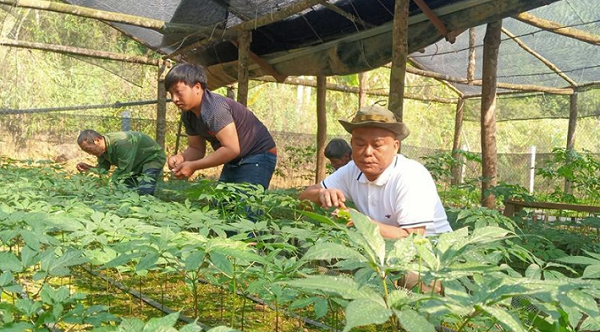 Thủ tướng phê duyệt 9 địa phương nuôi trồng, phát triển Sâm Việt Nam