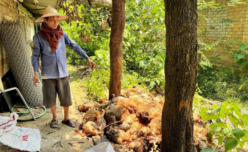 Gần 1.050 con gà chết ở trang trại của ông Dũng đang chờ đóng bao để mang đi chôn lấp, tiêu hủy. 
