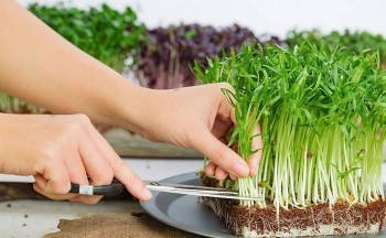 Trồng rau mầm với 3 cách đơn giản này, rau cắt mỏi tay, ăn quanh năm không hết