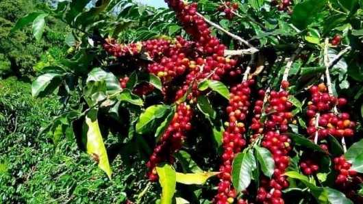 Giá nông sản hôm nay 04/6: Cà phê rung chuyển rời đỉnh, hồ tiêu tiến chắc lên ngưỡng 76.000 đồng/kg