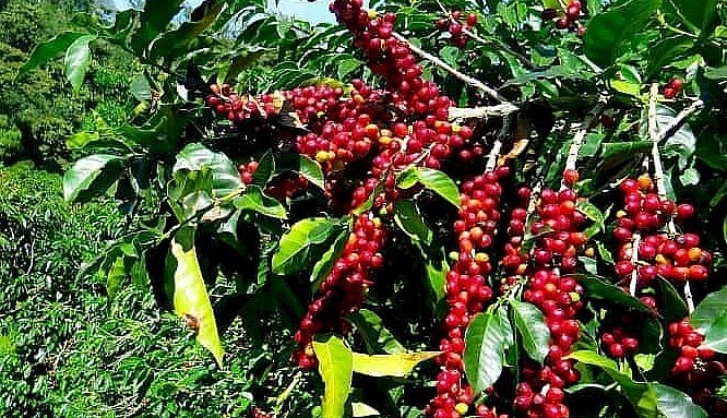 Giá nông sản hôm nay (04/6), giá cà phê trong nước sau nhiều phiên biến động vẫn tăng nhẹ so với đầu tuần hiện dao động trong khoảng 60.700 - 61.300 đồng/kg. 
