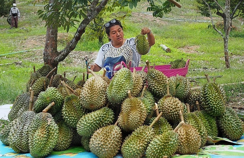 Thái Lan chuẩn bị thu hoạch rộ sầu riêng, năm nay dự báo được mùa và được giá.