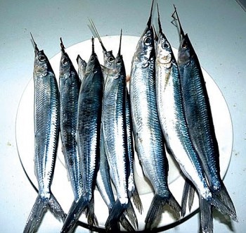 Loại cá nghe tên như hờn như trách, xưa ít người ăn, nay thành đặc sản 210.000 đồng/kg, làm gỏi ăn cực cuốn